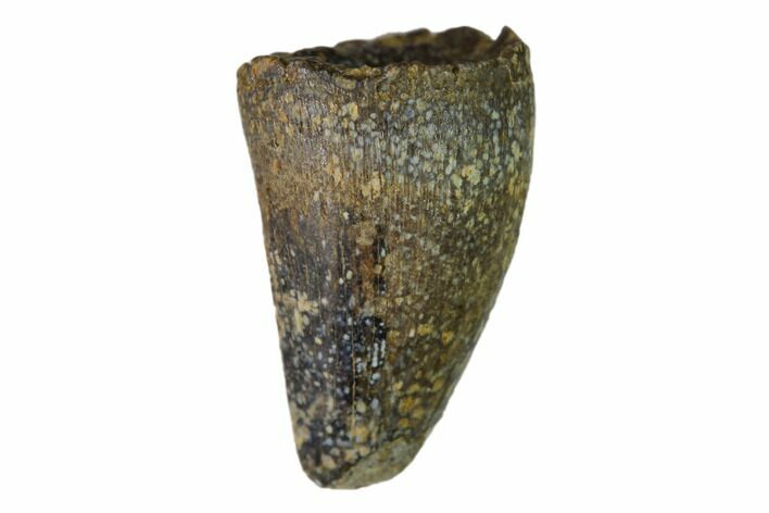 Cretaceous Fossil Alligatoroid (Brachychampsa) Tooth - Wyoming #148831